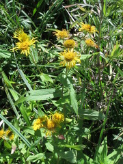 Inula japonica