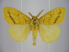 Mylantria xanthospila