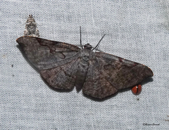 Hypochrosis pyrrhophaeata