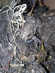 Odontophrynus americanus