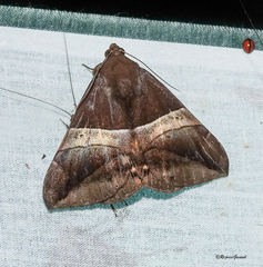 Bastilla fulvotaenia