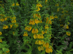 Rhynchocorys orientalis