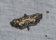 Eurrhyparodes bracteolalis