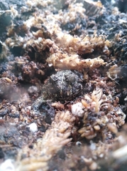 Odontophrynus americanus