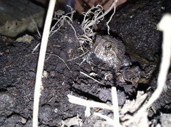 Odontophrynus americanus