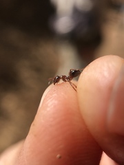 Formica subpolita