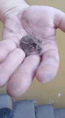 Odontophrynus americanus