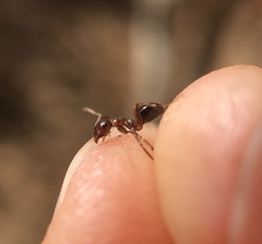 Formica subpolita