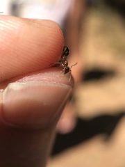 Formica subpolita