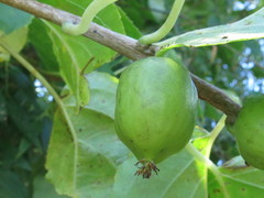 Actinidia arguta