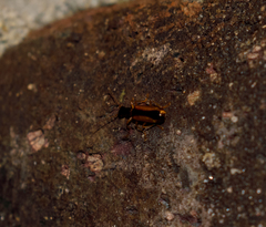 Leptotrachelus dorsalis