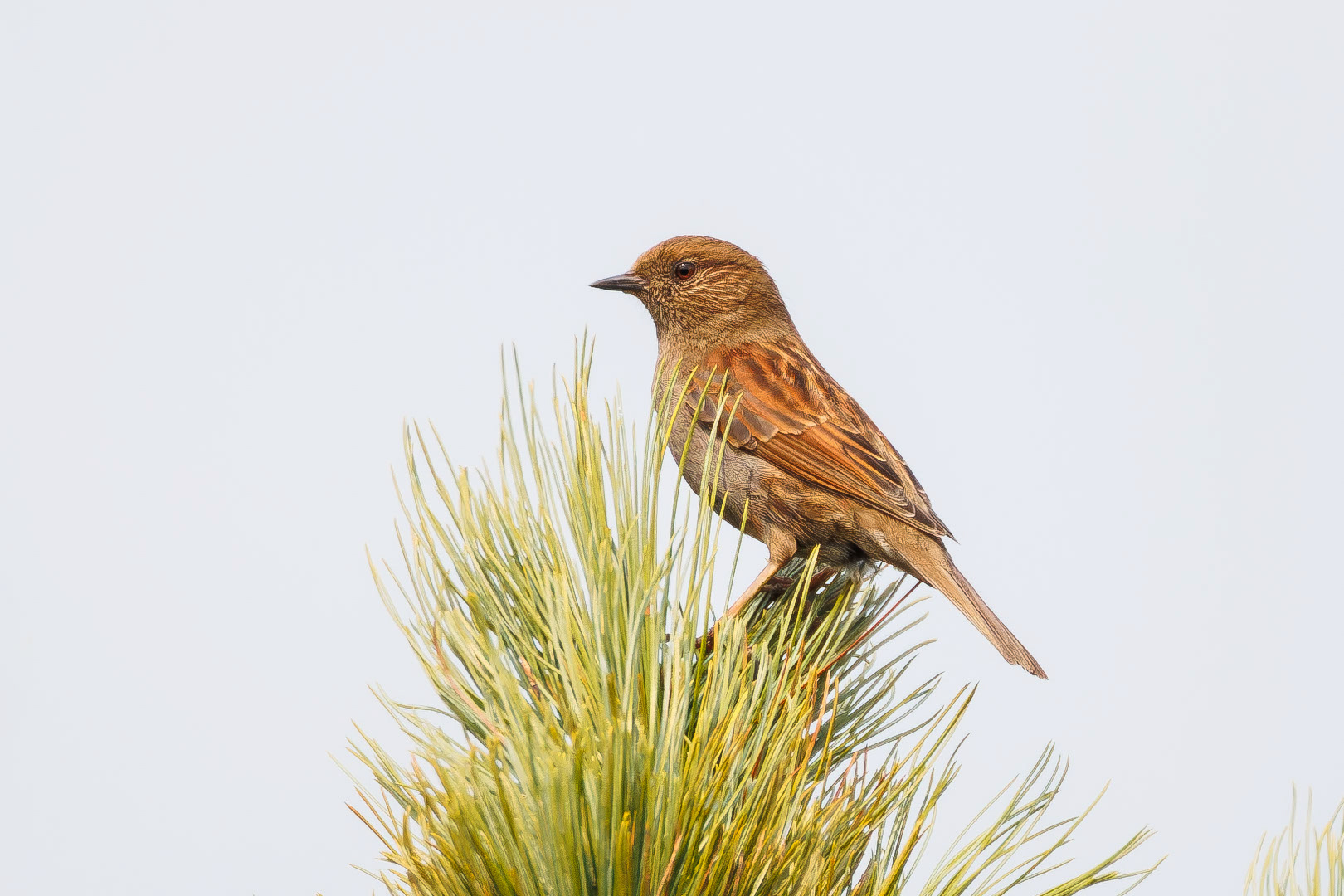 Japanese Accentor (Prunella rubida)