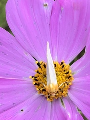 Chrysoecia thoracica