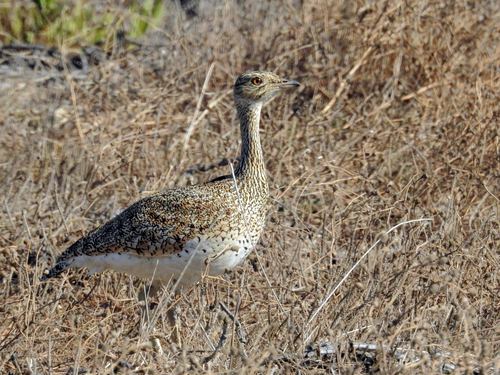 Little Bustard, photo 3 of 10