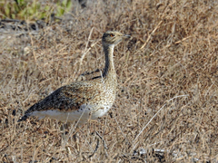 Little Bustard photo 3