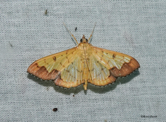 Meroctena tullalis