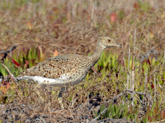 Little Bustard photo 1