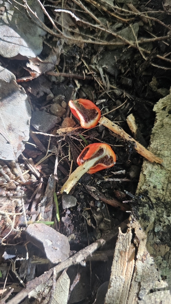 Leratiomyces erythrocephalus · June 2025 · photo: © henryahh (iNaturalist, cc0)