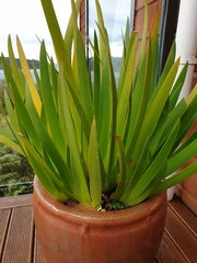 Xeronema callistemon