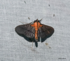 Filodes fulvidorsalis