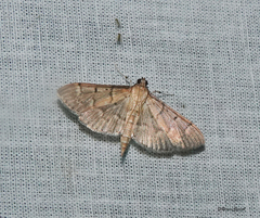 Herpetogramma rudis