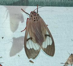 Amerila astreus