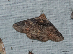 Pericyma cruegeri