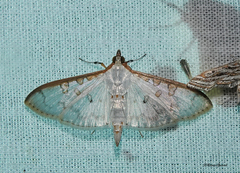 Palpita annulifer