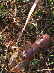 Procambarus gracilis