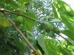 Actinidia arguta