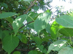 Actinidia arguta