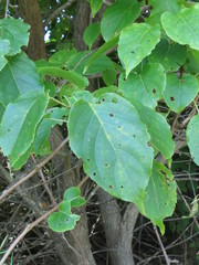 Actinidia arguta