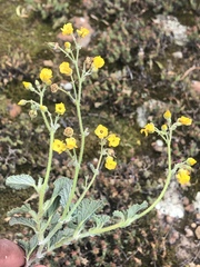 Hermannia prismatocarpa