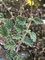 Hermannia prismatocarpa