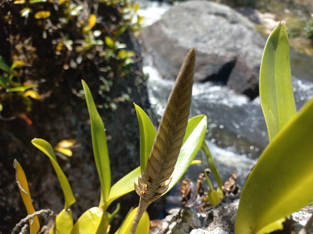 Bulbophyllum lupulinum