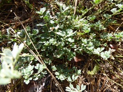 Acmispon argophyllus