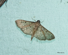 Herpetogramma rudis