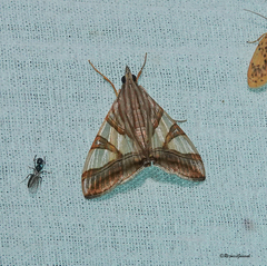 Agrioglypta zelimalis