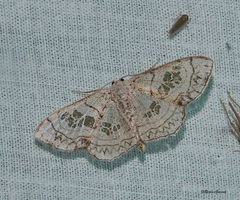 Scopula cuneilinea