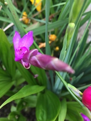 Bletilla