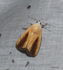 Xanthodes intersepta