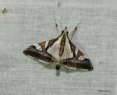Agrioglypta itysalis