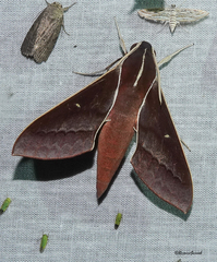 Theretra pallicosta