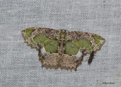 Eucyclodes discipennata