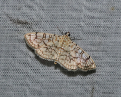 Haritalodes derogata