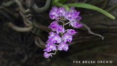 Aerides maculosa