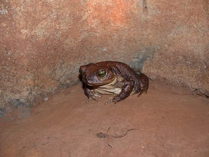 Western Cuba Giant Toad