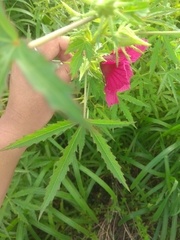 Hibiscus cannabinus