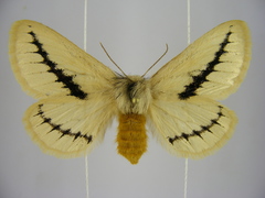 Phiala
