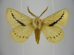Phiala